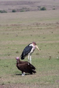 Marabou stork and vulture