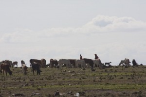 Maasai cattle herders