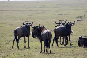 Wildebeests