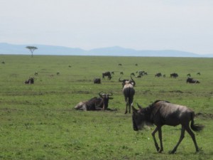 Wildebeests (MAK)