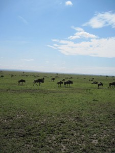 Wildebeests (MAK)