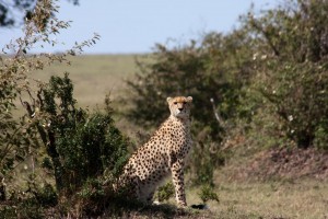 Cheetah