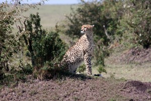 Cheetah