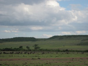 Wildebeests (MAK)