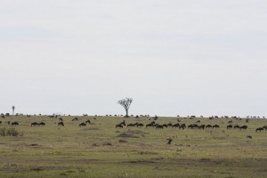 Wildebeests 