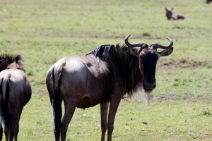 Wildebeest