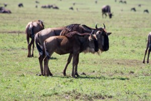 Wildebeest and baby