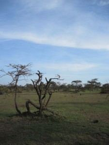 Elephant damage (MAK)