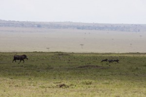 Warthog and piglets