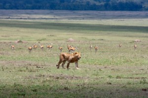 The lion who was chasing them