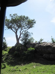 Maasai Mara (MAK)