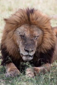 Lion