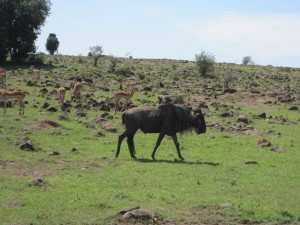 Wildebeest (MAK)