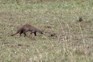 Banded mongoose