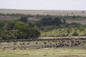 Wildebeests