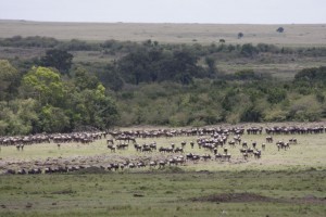 Wildebeests