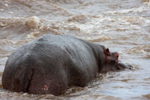 Hippo