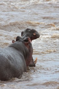 Hippo