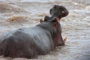 Hippo