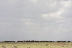 Wildebeests