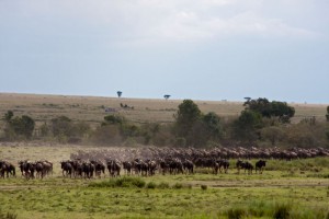 Wildebeests