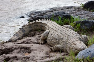 Crocodile