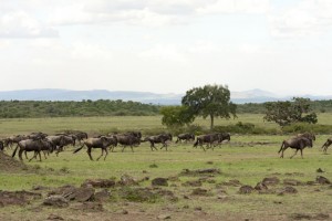 Wildebeests