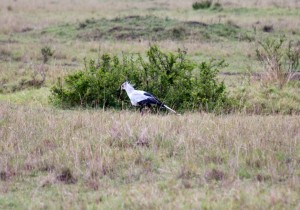 Secretary bird