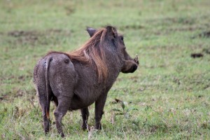 Warthog (rear view)