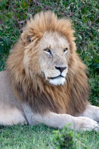 Lion