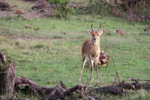 Reedbuck