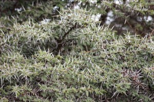 Acacia thorns