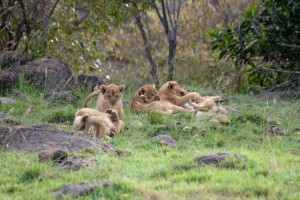 Lion cubs