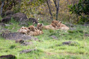 Lion cubs