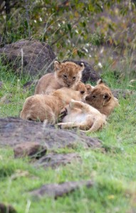 Lion cubs