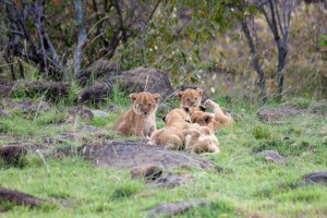 Lion cubs