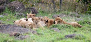 Lion cubs