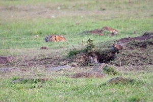 Hyena pups