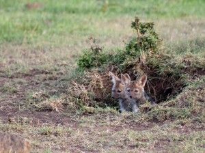 Hyena pups