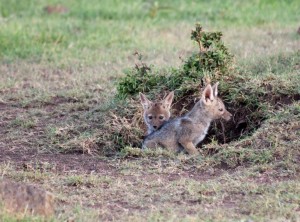 Hyena pups