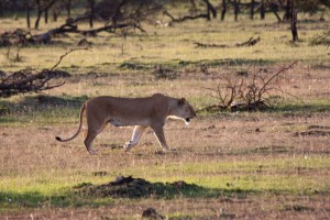 Lioness