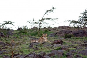 Lioness and cubs