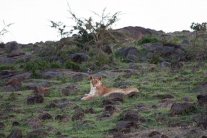 Lioness and cubs