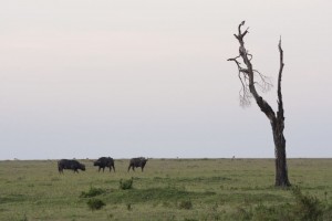 Cape buffalo