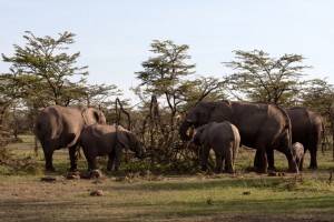 Elephant party