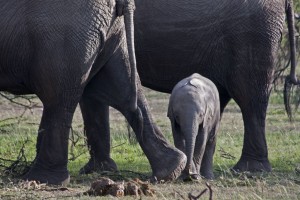 Baby elephant