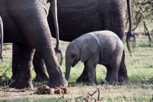 Baby elephant