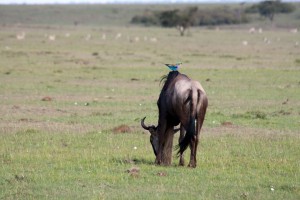 Wildebeest and hitchhiker