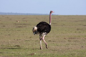 Ostrich