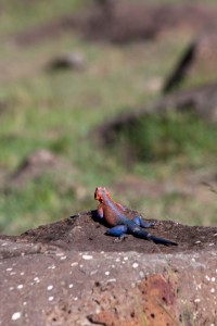 Multi-colored lizard